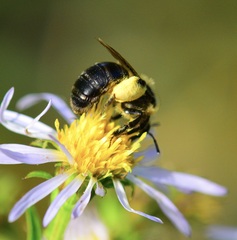 Andrena asteris