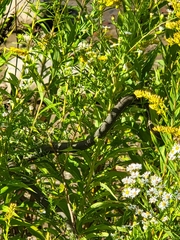 Regina septemvittata