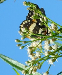 Chlosyne lacinia adjutrix