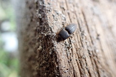 Heteroderes amplicollis