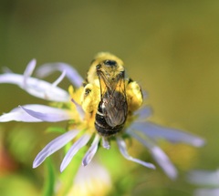 Andrena asteris