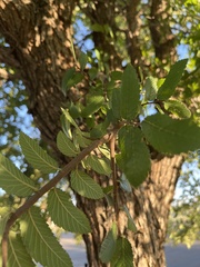 Ulmus crassifolia