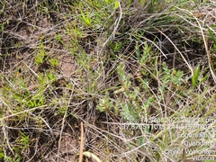 Pimelea spinescens spinescens