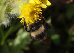Bombus mckayi
