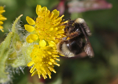Bombus mckayi