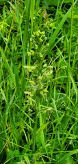Platanthera lacera