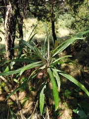 Senecio cinerarioides