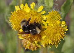 Bombus mckayi