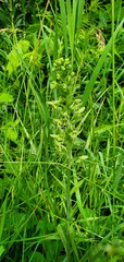Platanthera lacera