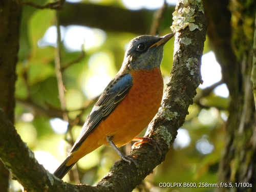 Blue-capped Rock Thrush (Monticola cinclorhyncha), photo 9