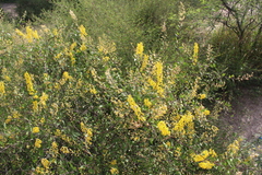 Galphimia glauca