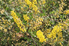 Galphimia glauca