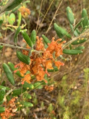 Grevillea floribunda