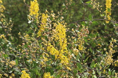 Galphimia glauca