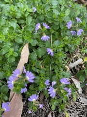Scaevola albida