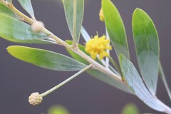 Acacia melleodora