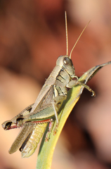 Melanoplus yarrowii