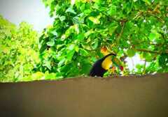 Ramphastos sulfuratus