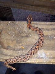 Heterodon
