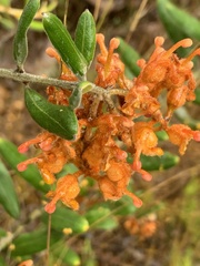 Grevillea floribunda