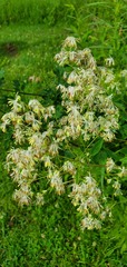 Thalictrum dasycarpum