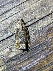Olethreutes permundana