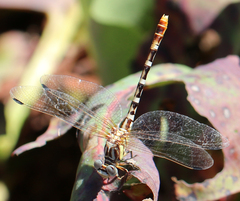 Erpetogomphus compositus
