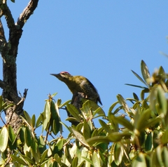 Picus squamatus