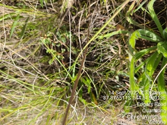 Pimelea spinescens spinescens