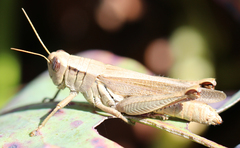 Melanoplus yarrowii