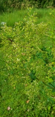 Thalictrum dasycarpum