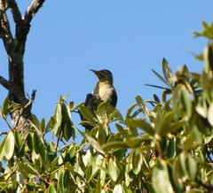 Picus squamatus