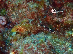 Tripterygion delaisi