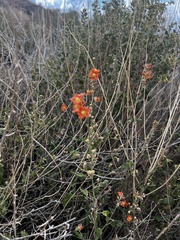 Sphaeralcea ambigua