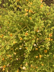 Pultenaea microphylla