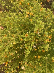Pultenaea microphylla