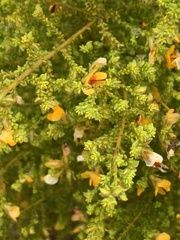 Pultenaea microphylla