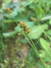 Carex spicata