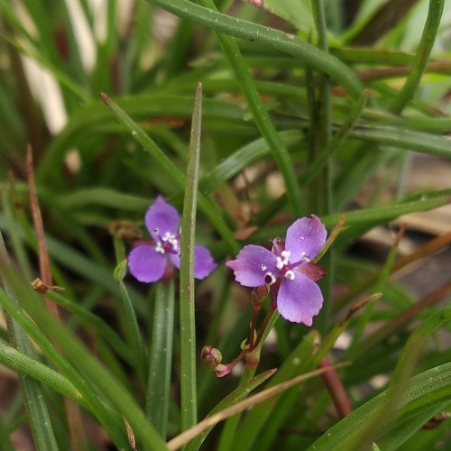 Image of Murdannia semiteres by (c) Karthik Thrikkadeeri, some rights reserved (CC BY)