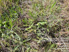 Pimelea spinescens spinescens
