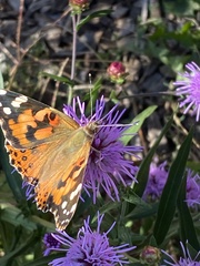Vanessa cardui