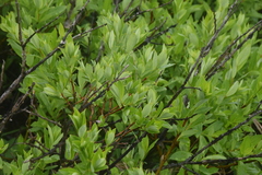 Salix pseudomonticola