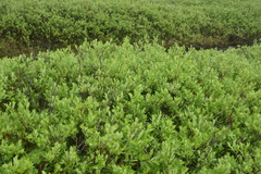 Salix pseudomonticola
