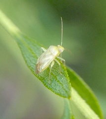 Taylorilygus apicalis