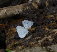 Celastrina