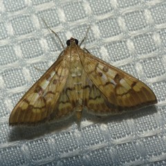 Mimorista subcostalis
