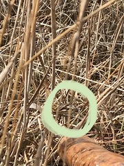 Thamnophis elegans terrestris