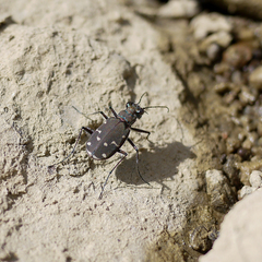 Cicindela duodecimguttata