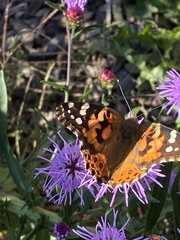 Vanessa cardui