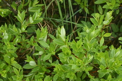 Salix pseudomonticola